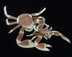 Neopetrolisthes maculatus (Pair)