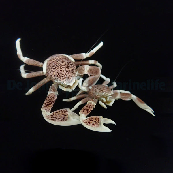 Neopetrolisthes maculatus (Pair)