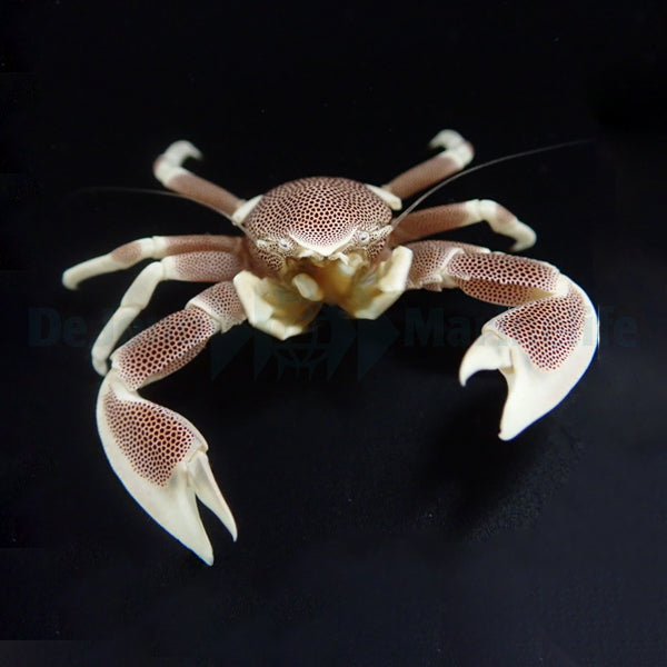 Neopetrolisthes maculatus