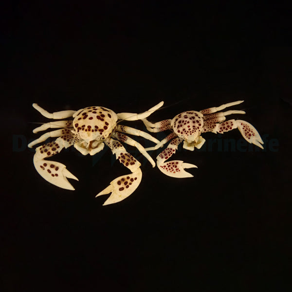 Neopetrolisthes ohshimai (Pair)