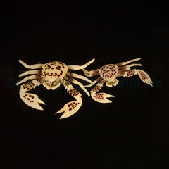 Neopetrolisthes ohshimai (Pair)
