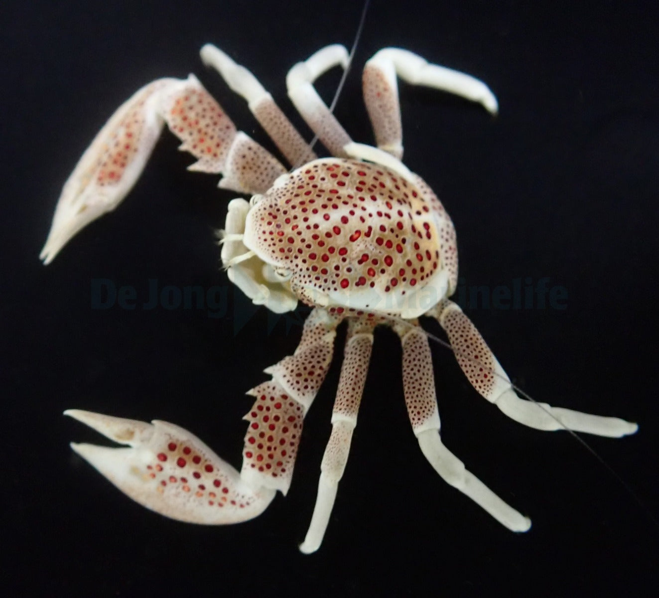 Neopetrolisthes ohshimai