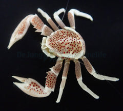 Neopetrolisthes ohshimai