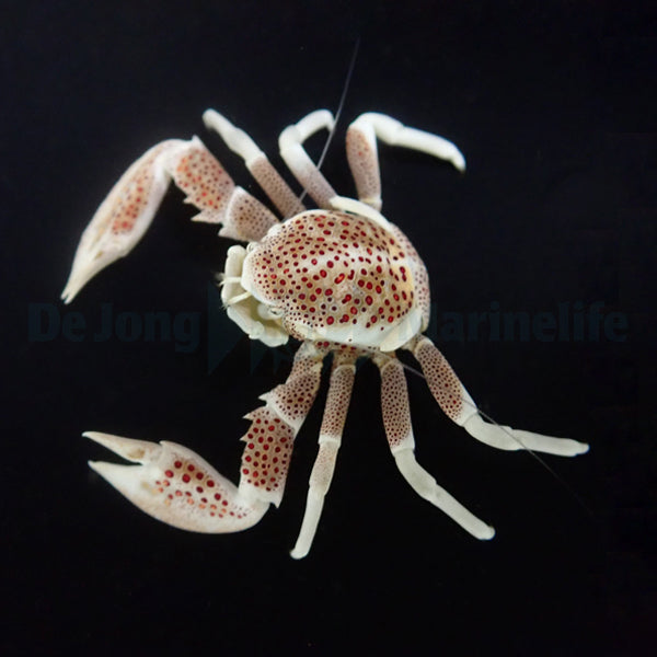 Neopetrolisthes ohshimai