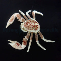 Neopetrolisthes ohshimai