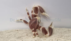 Neopetrolisthes maculatus