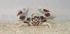 Neopetrolisthes ohshimai