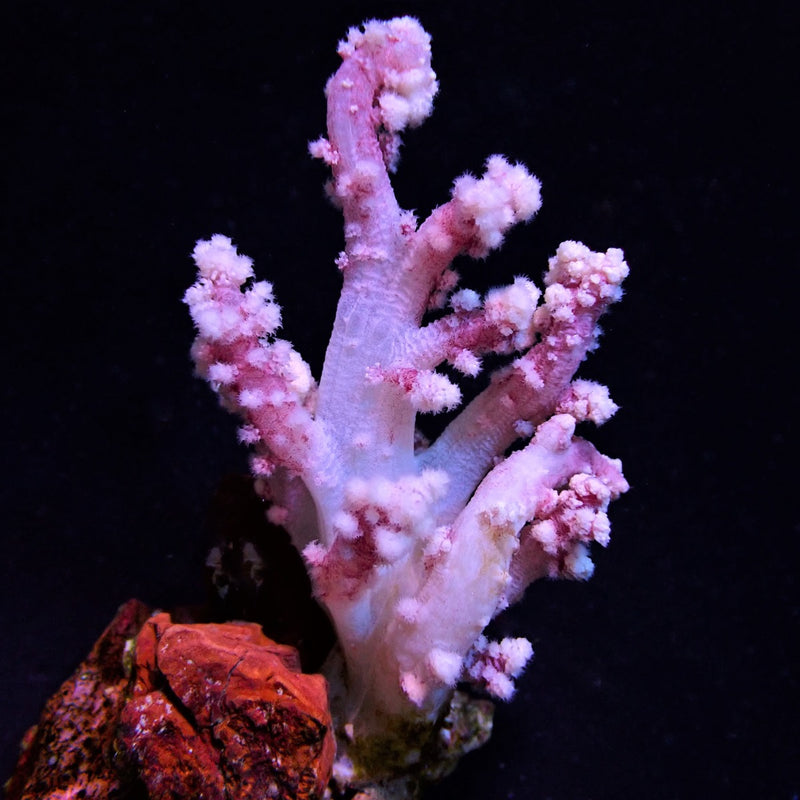 Nepthea spp. (Pink)