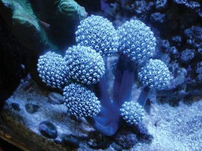 Neptheis fascicularis