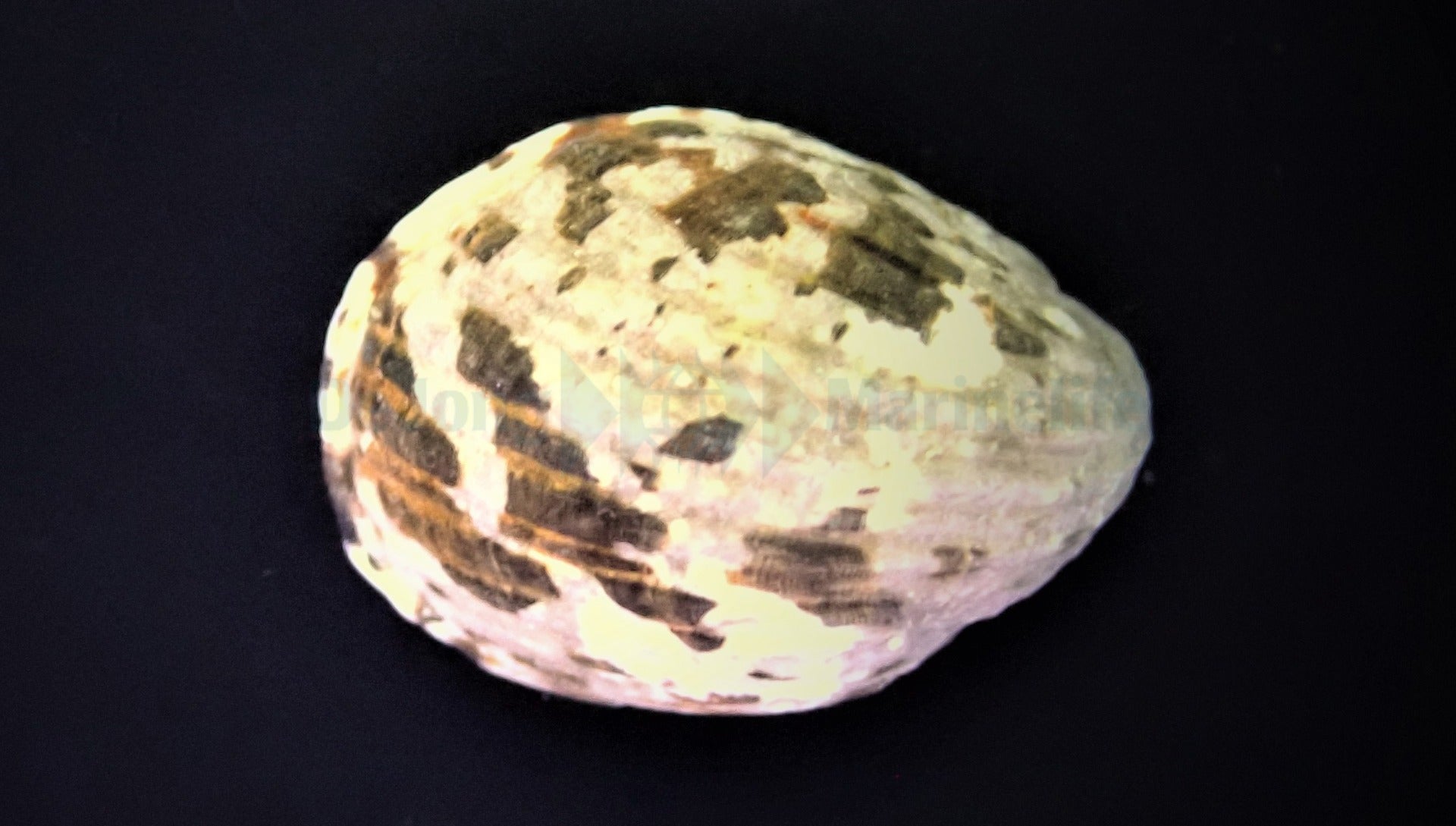 Nerita albicilla