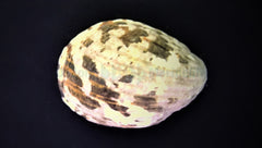 Nerita albicilla