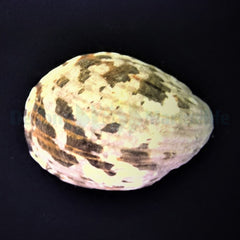 Nerita albicilla