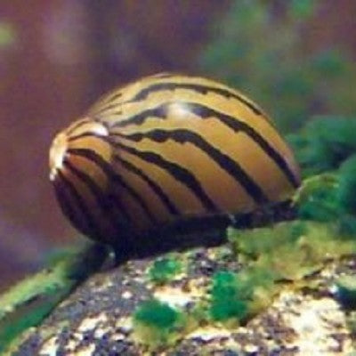 Neritina reclivata   Zebra slak