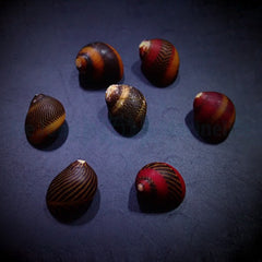 Neritina waigiensis