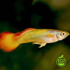 Guppy yellow sunshine M ECO