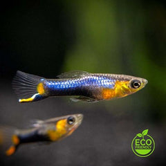 Poecilia ret.   Endler blue star M
