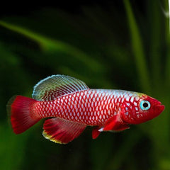 Nothobranchius cardinalis L