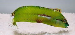 Novaculichthys macrolepidotus
