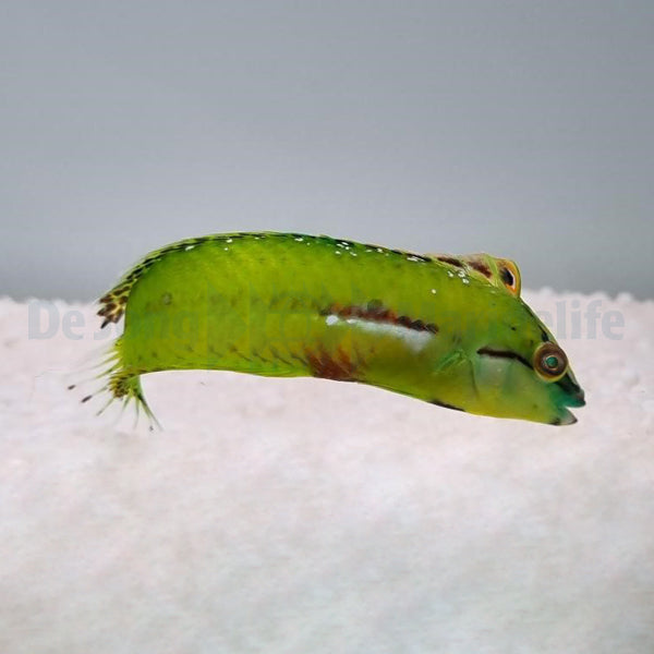 Novaculichthys macrolepidotus