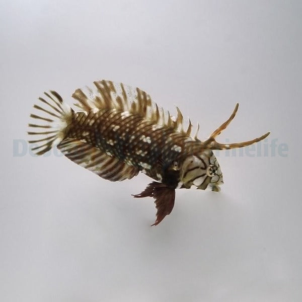 Novaculichthys taeniourus