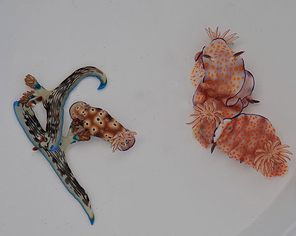 Nudibranch assorted