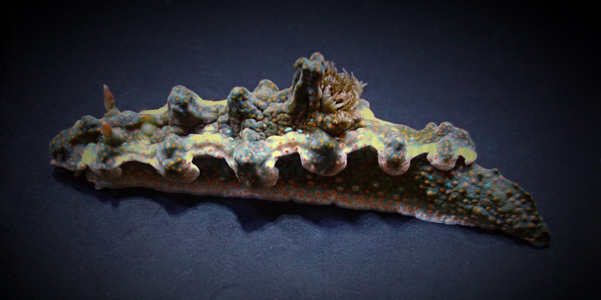 Nudibranch assorted
