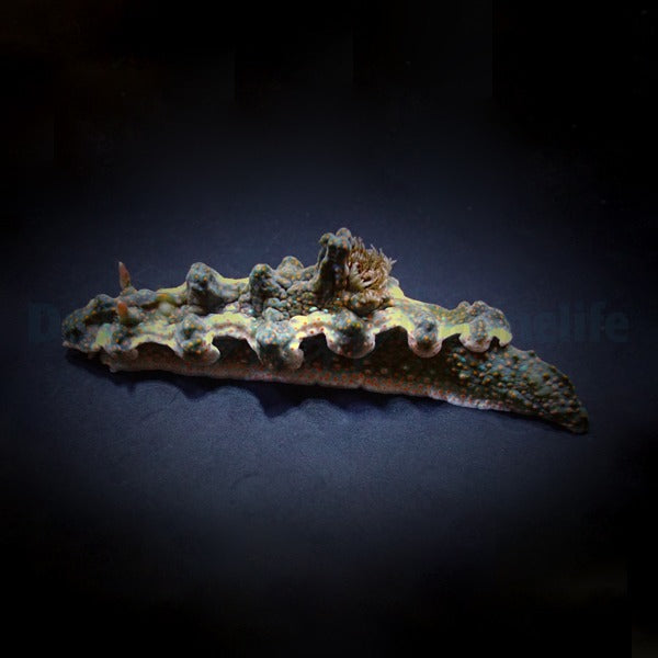 Nudibranch assorted