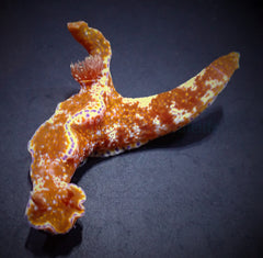 Nudibranch assorted