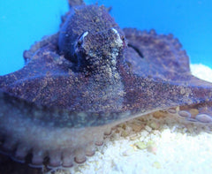 Octopus spp.