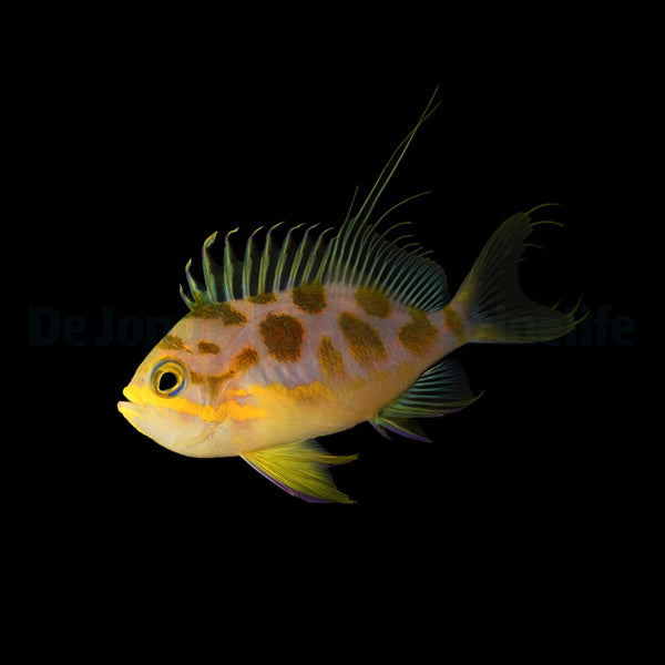 Odontanthias borbonius