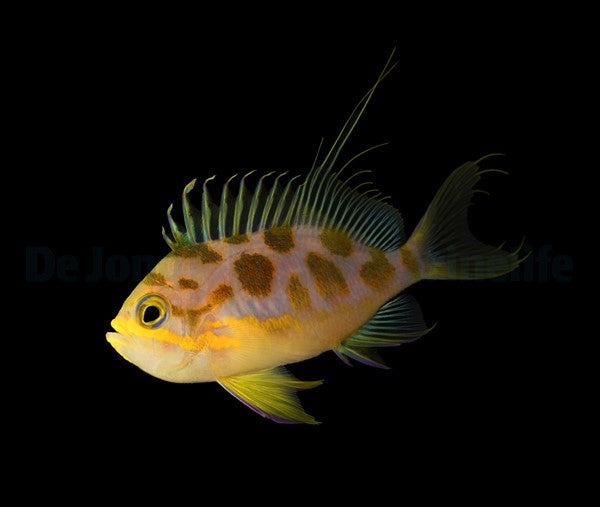 Odontanthias borbonius