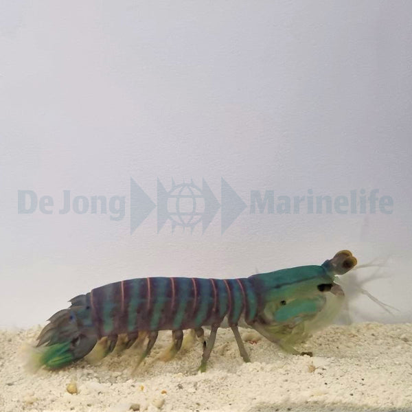 Odontodactylus spp.