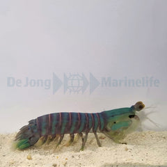 Odontodactylus spp.