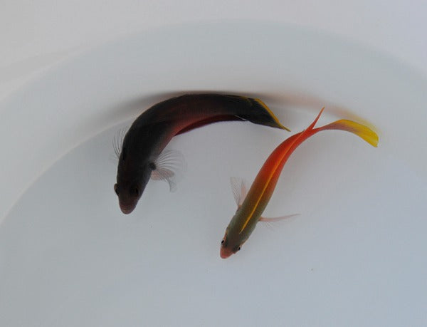 Ogilbyina novaehollandiae (male)