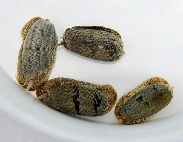 Oliva spp.