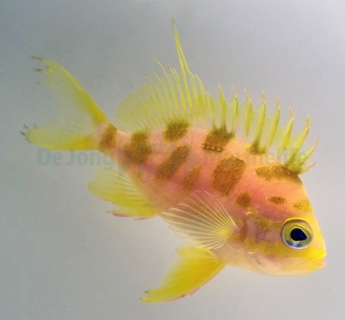 Odontanthias borbonius