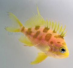 Odontanthias borbonius