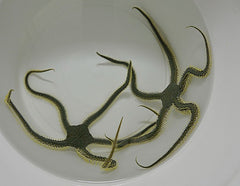 Ophiarachna incrassata