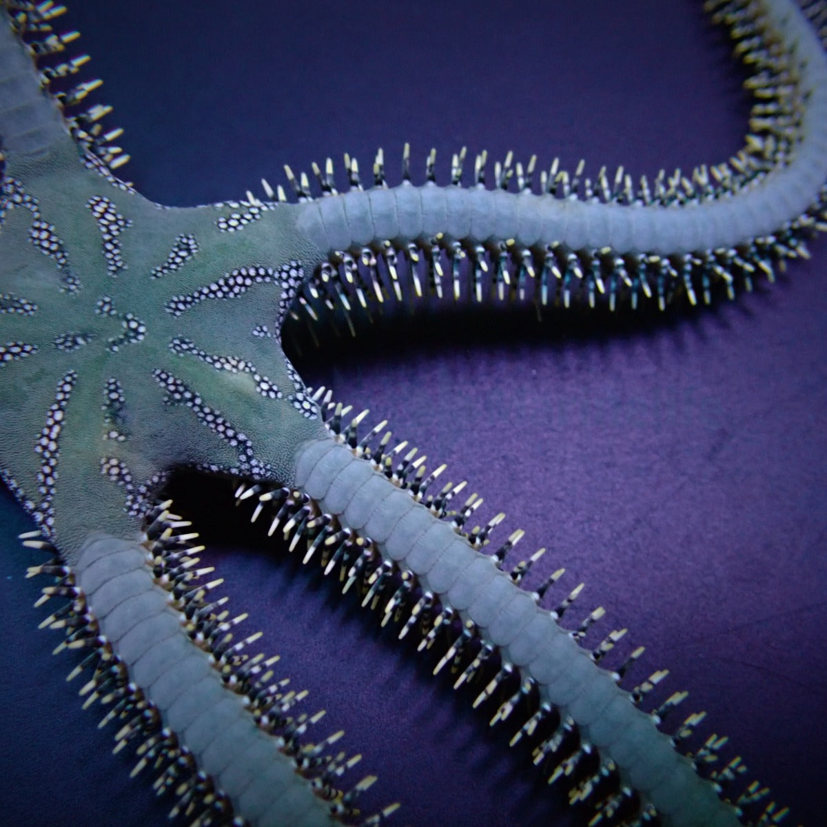 Ophiarachna incrassata