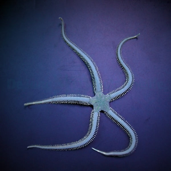 Ophiarachna incrassata