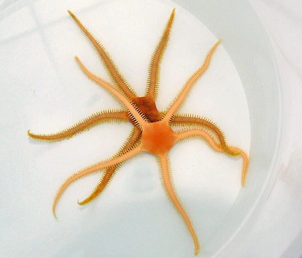 Ophiarachna spp.