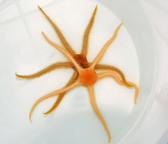 Ophiarachna spp.