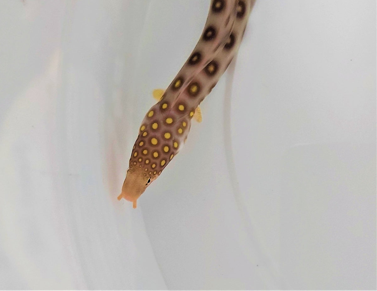 Ophichthus polyophthalmus