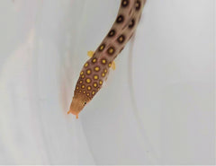 Ophichthus polyophthalmus