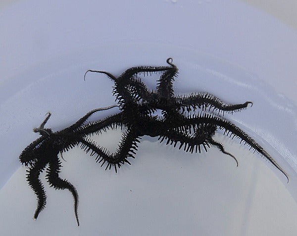 Ophiocoma spp.