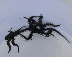 Ophiocoma spp.