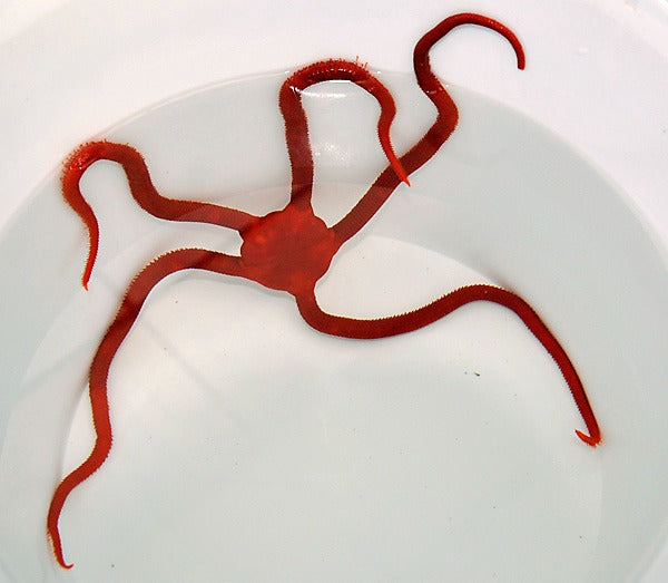 Ophioderma squamosissima