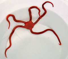 Ophioderma squamosissima