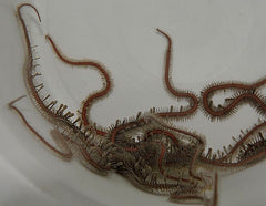 Ophiomastix annulosa