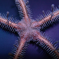 Ophiomastix annulosa